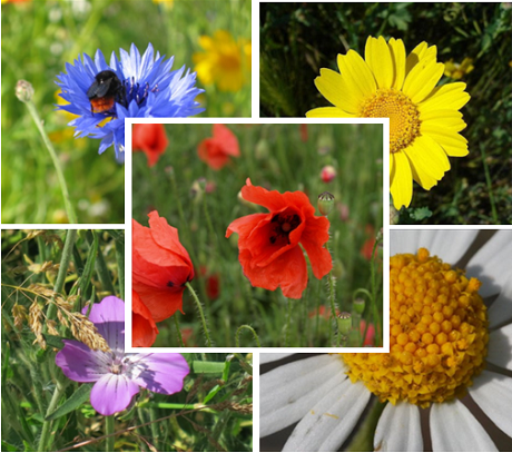 Annual Wildflower Plant Collection